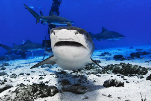 Emma up close and personal ..... She sure loves attention! by Steven Anderson 